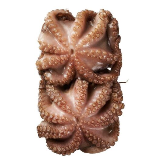 Octopus Cleaned 2-4 Lb avg